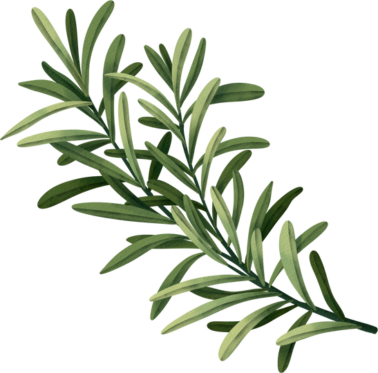 Hand Drawn watercolor rosemary leaves